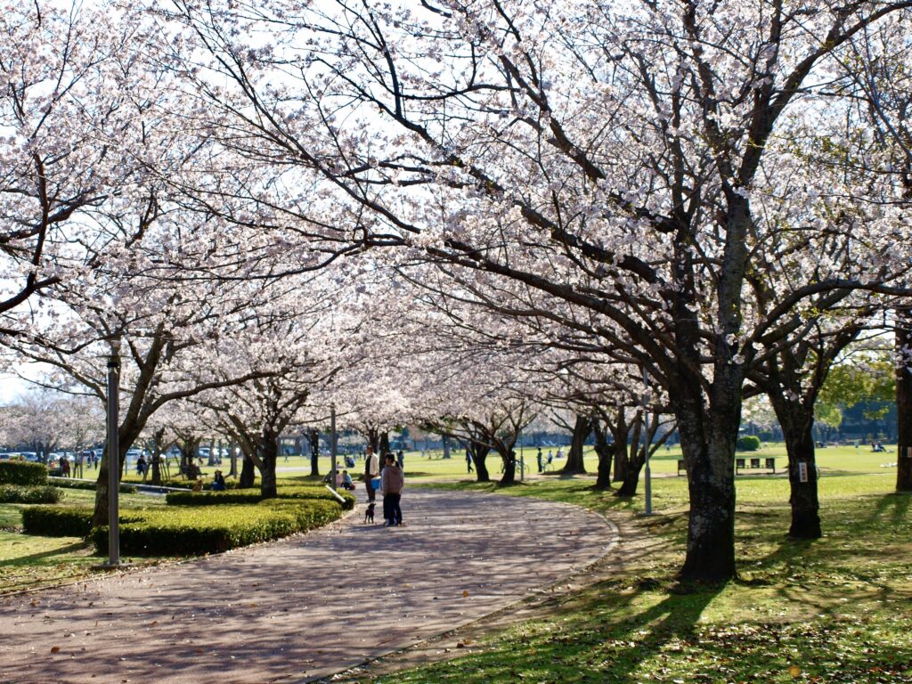 宮崎県総合文化公園 桜