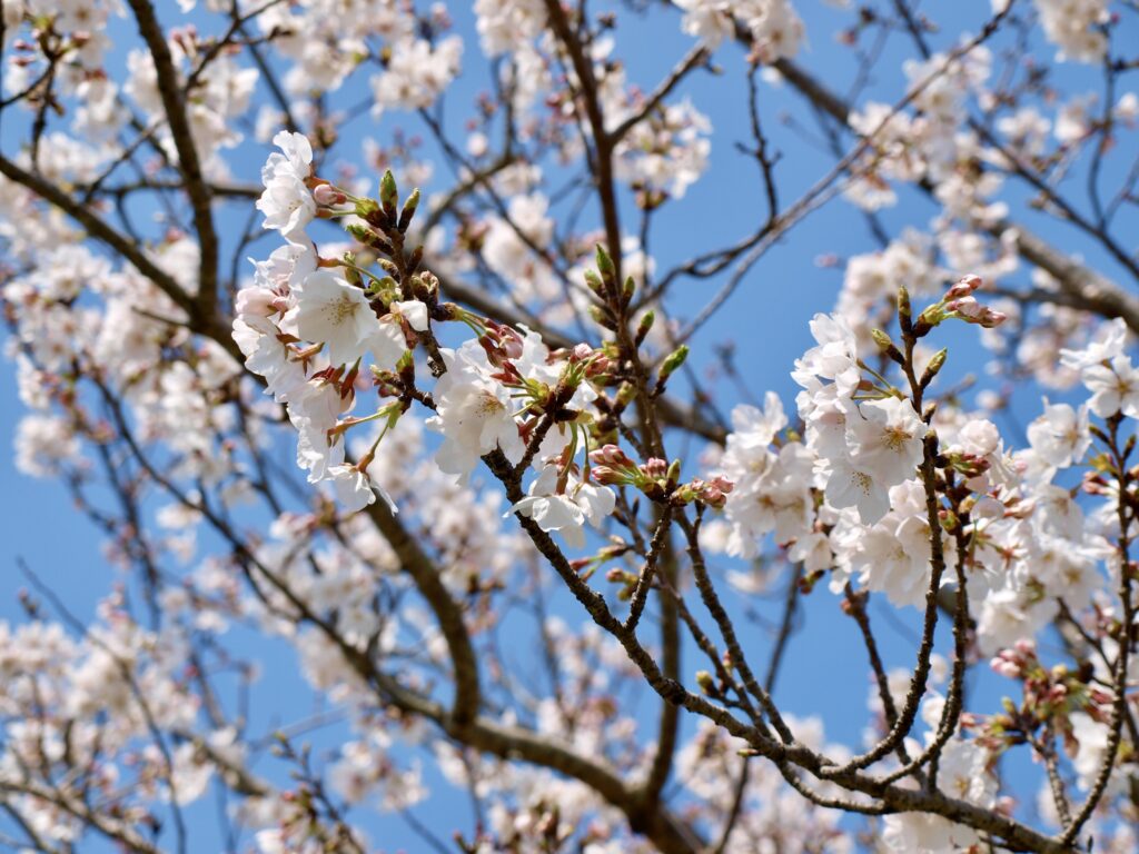 桜