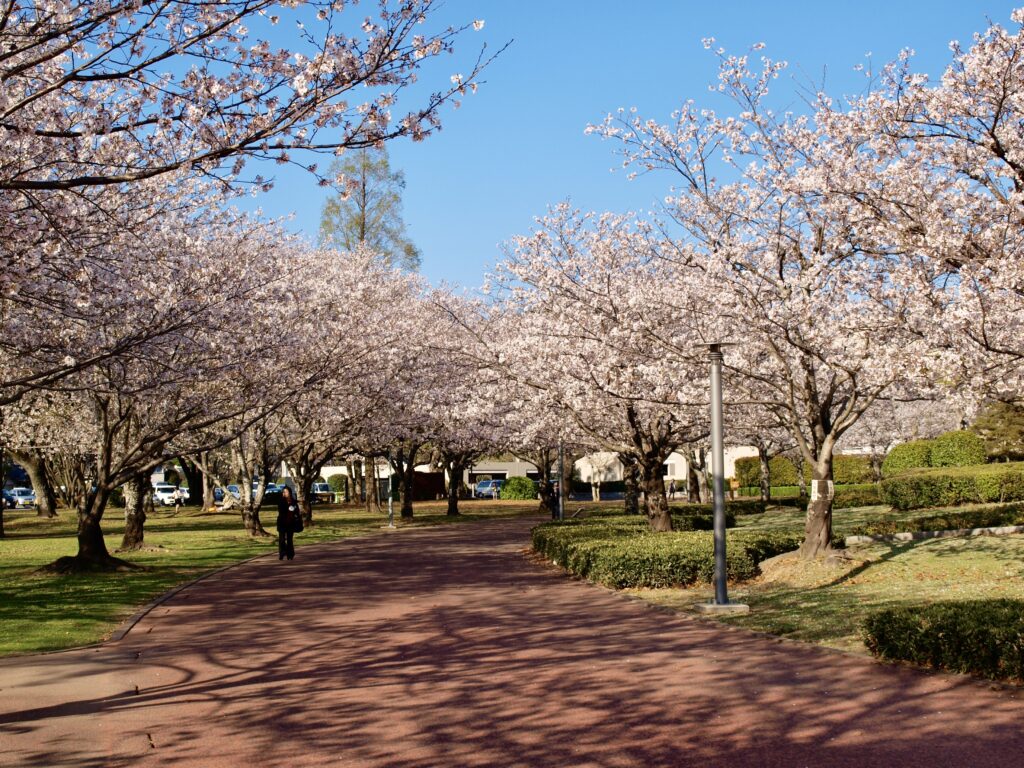 宮崎県総合文化公園 桜