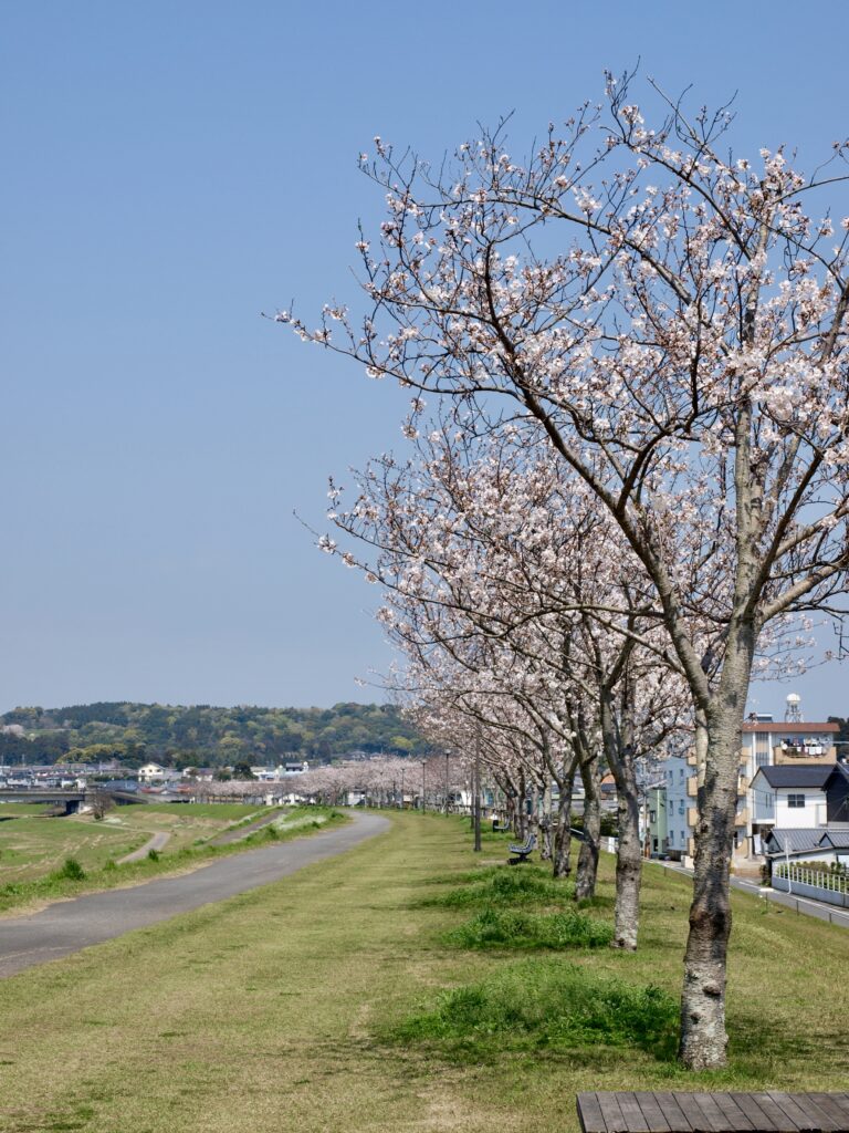 大淀川河川敷
