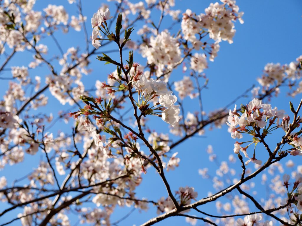 宮崎県総合文化公園 桜