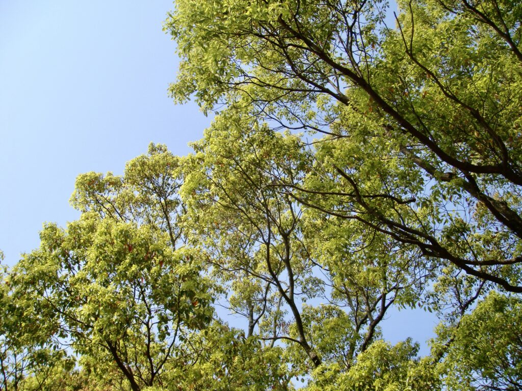 宮崎の空