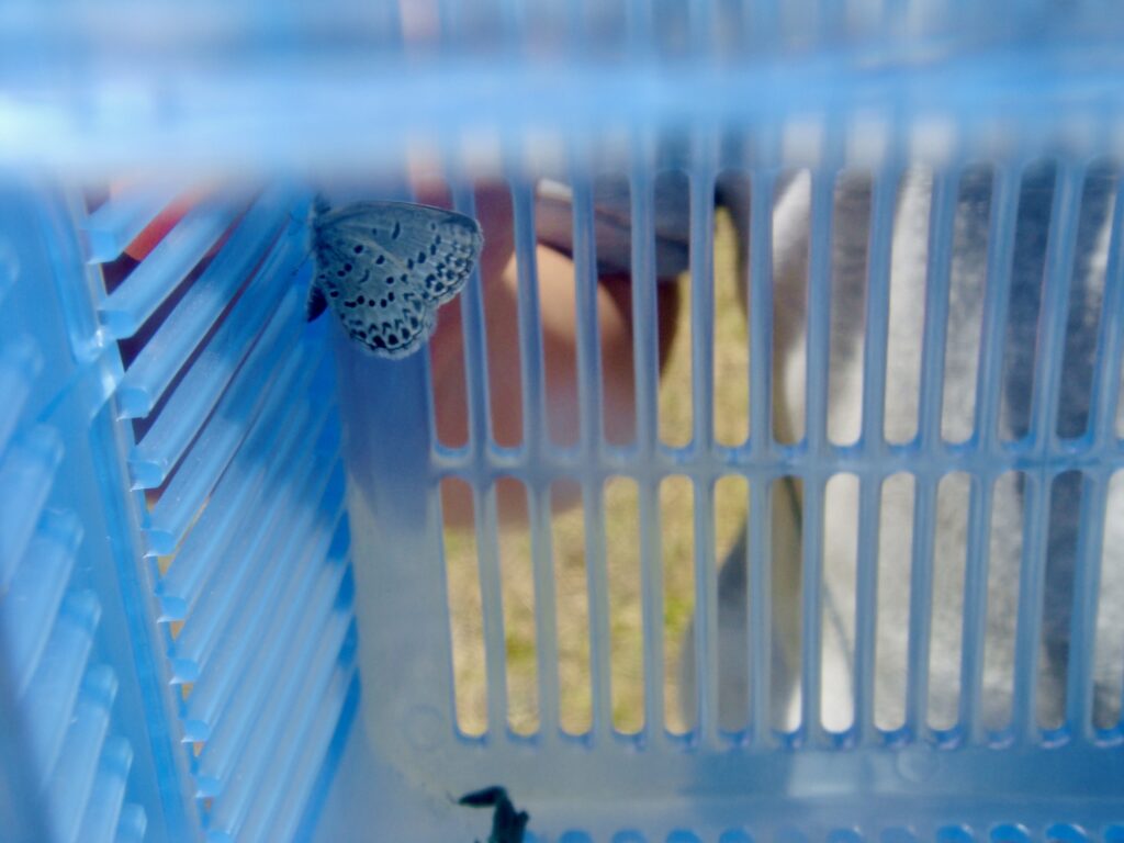 チョウチョを捕まえに行きました