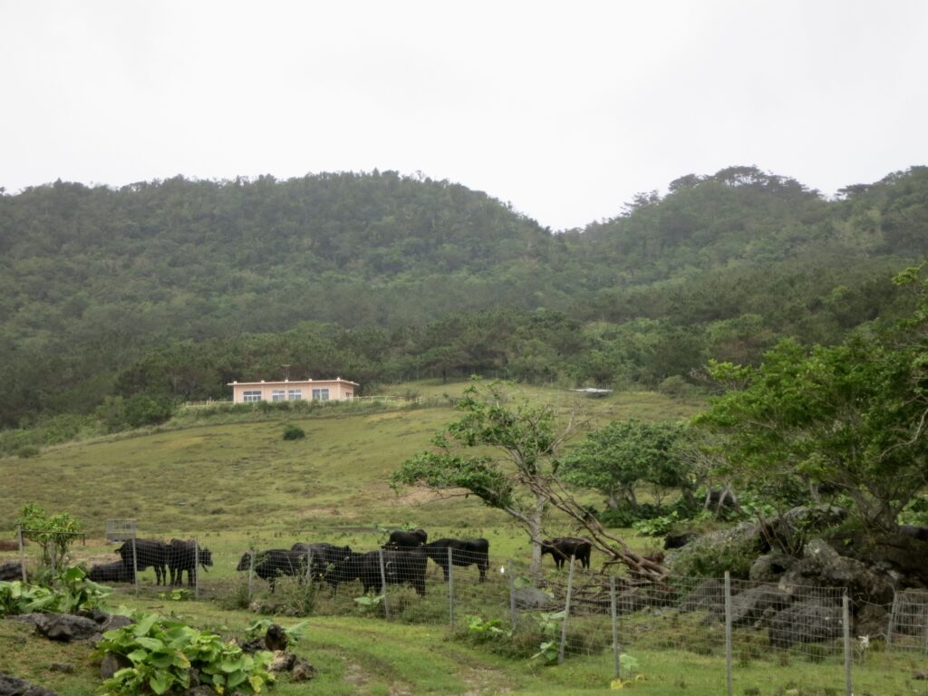石垣島 石垣牛
